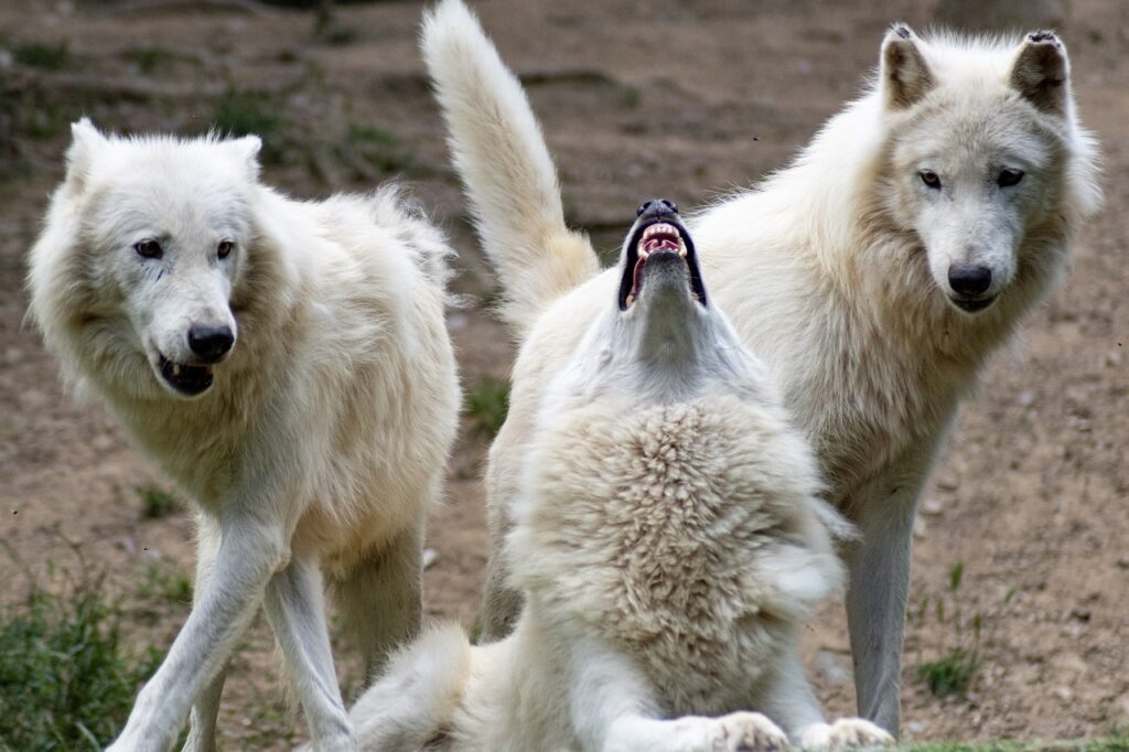 wolf, wolves, nature-5325060.jpg