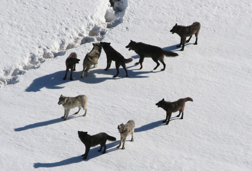 wolves, wolf pack, canis lupus-221304.jpg